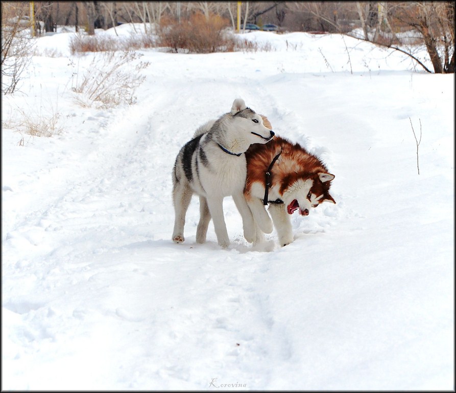 photo "***" tags: nature, pets/farm animals