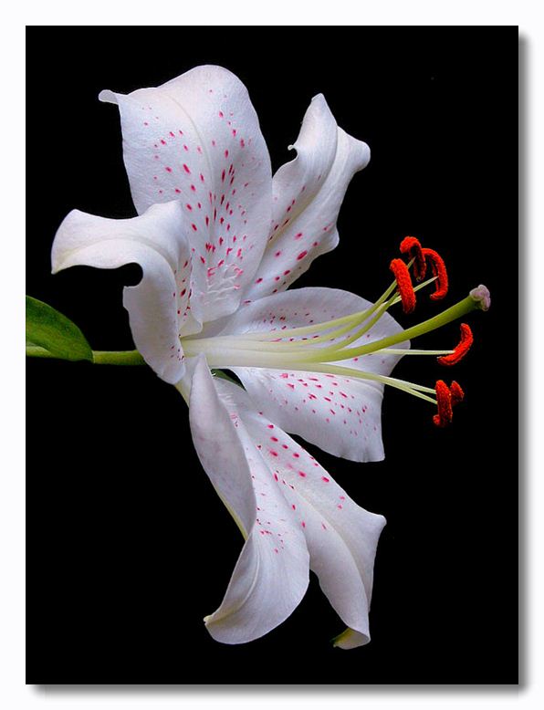 photo "lilium orientalis" tags: nature, flowers