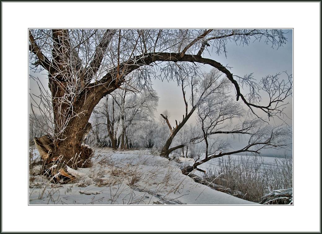 photo "Brought up by the wind" tags: landscape, forest, winter