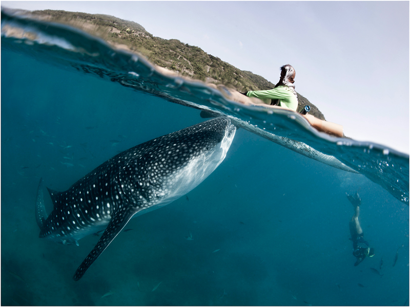 photo "Cebu island's whale sharks" tags: underwater, travel, Asia