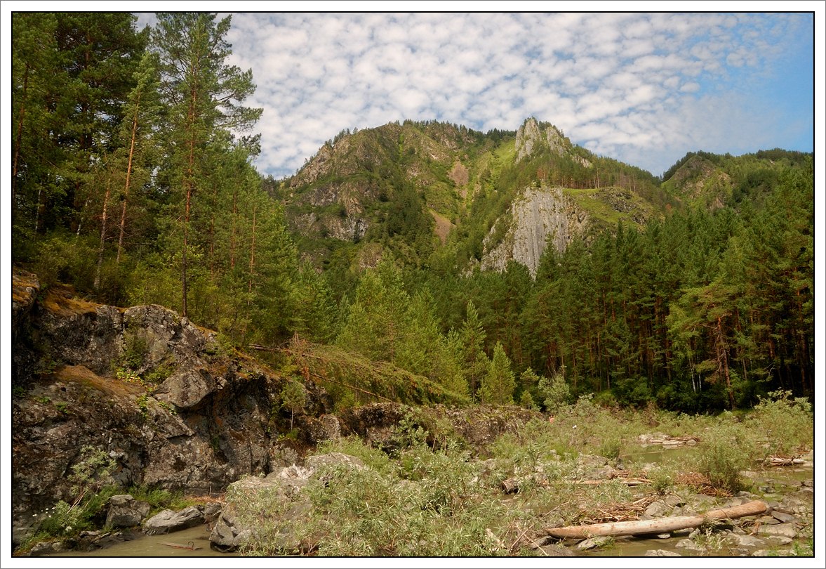 photo "Altay's forest" tags: landscape, forest, mountains