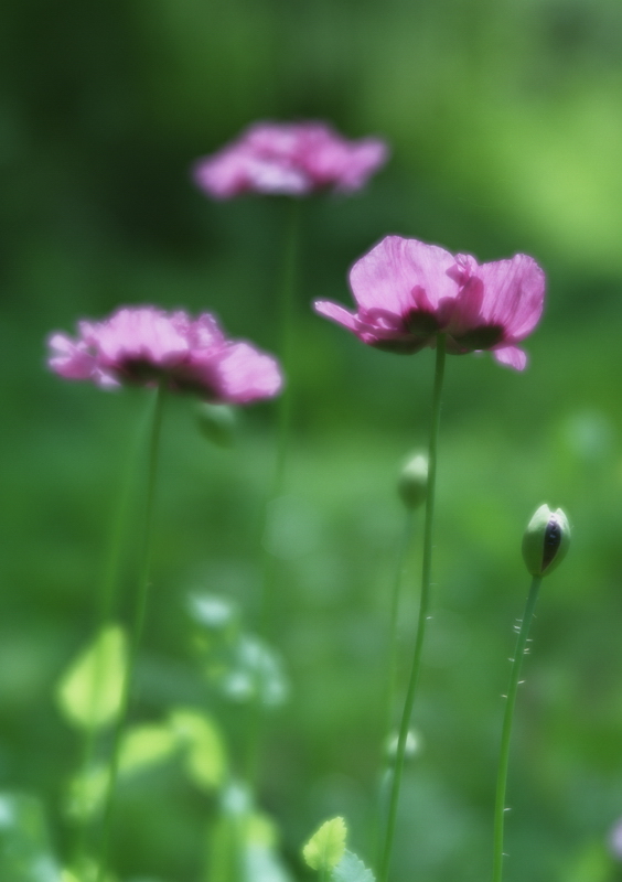 фото "Маки" метки: природа, цветы