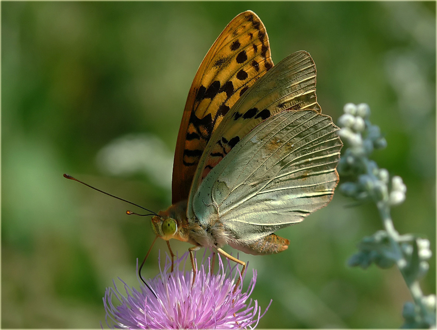 photo "***" tags: nature, insect