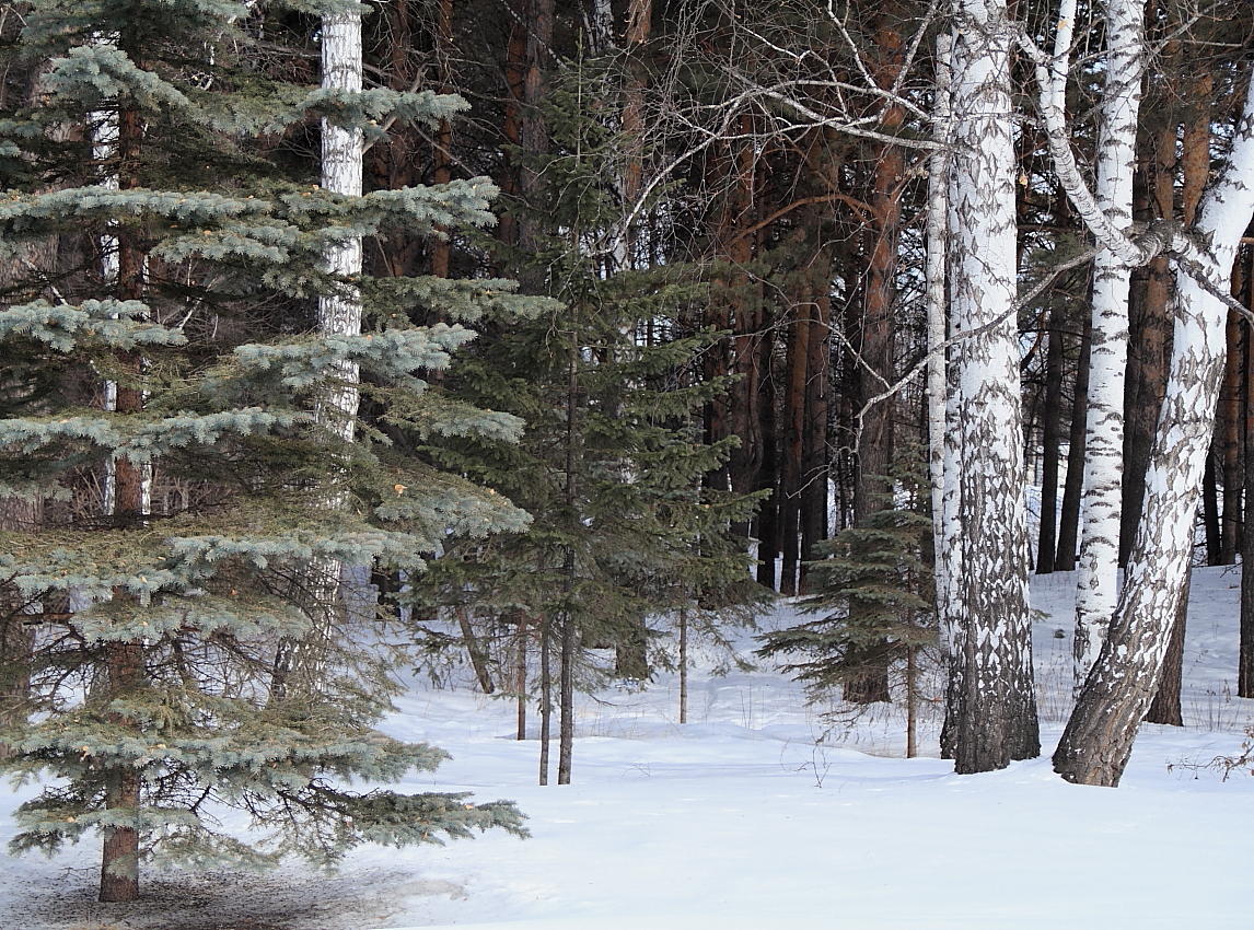 photo "blue spruce, and ... ." tags: landscape, forest