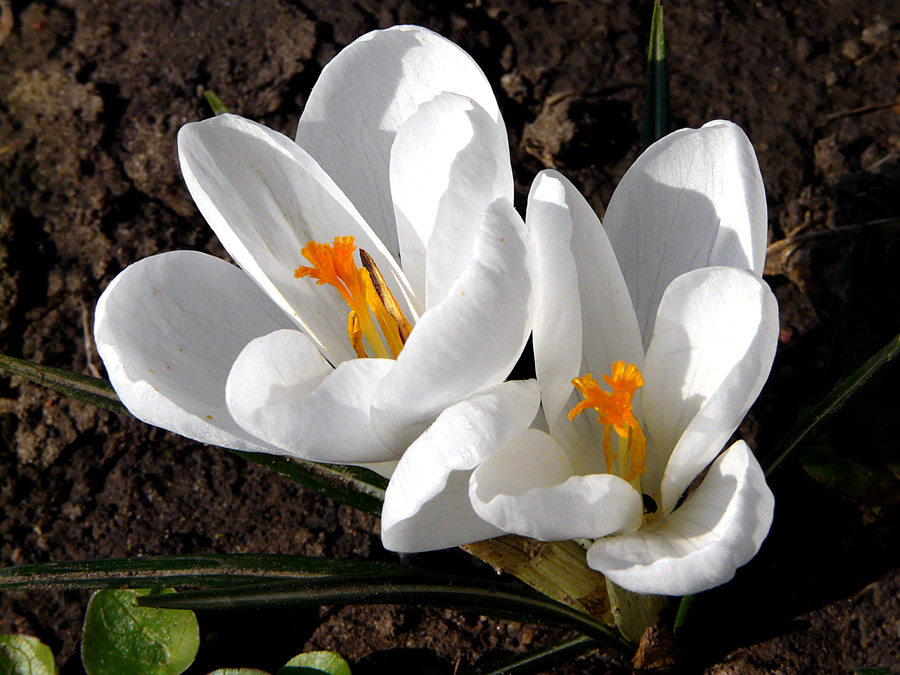 photo "White spring" tags: nature, flowers, spring