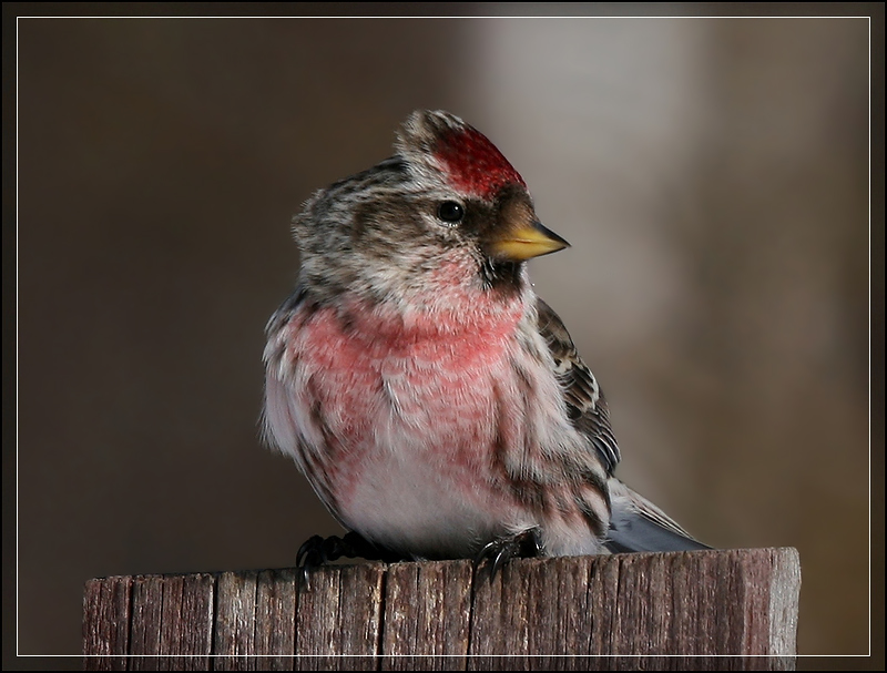 photo "Acanthis flammea" tags: nature, wild animals