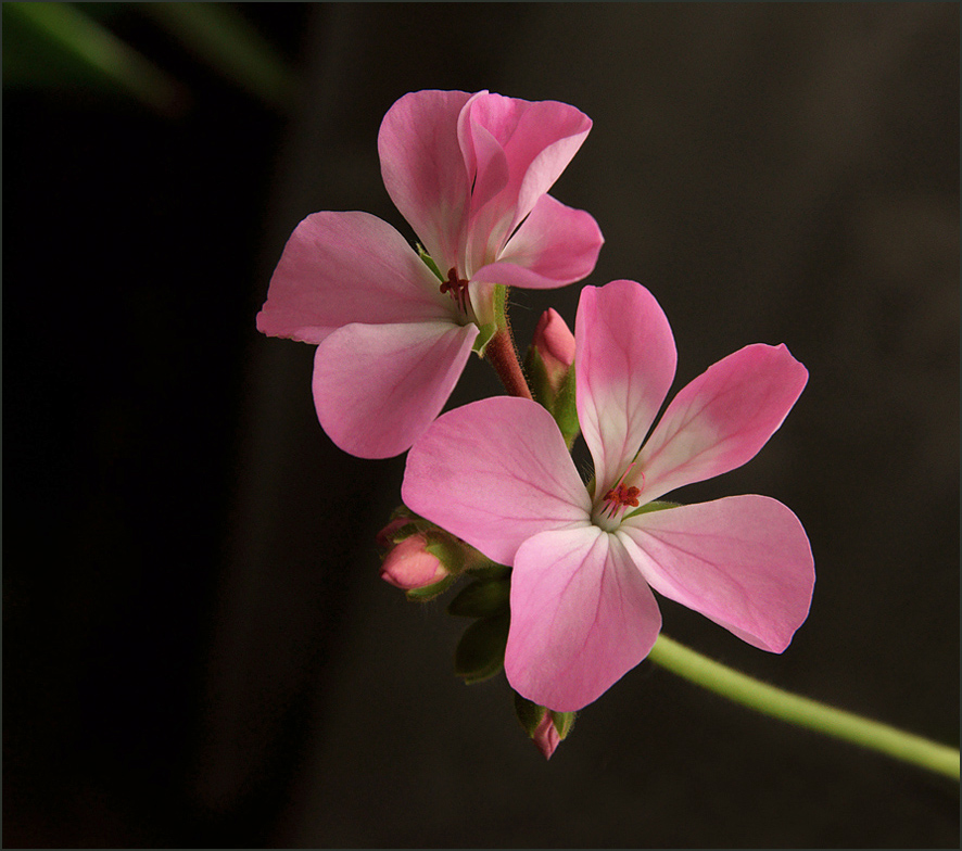 photo "* * *" tags: nature, flowers