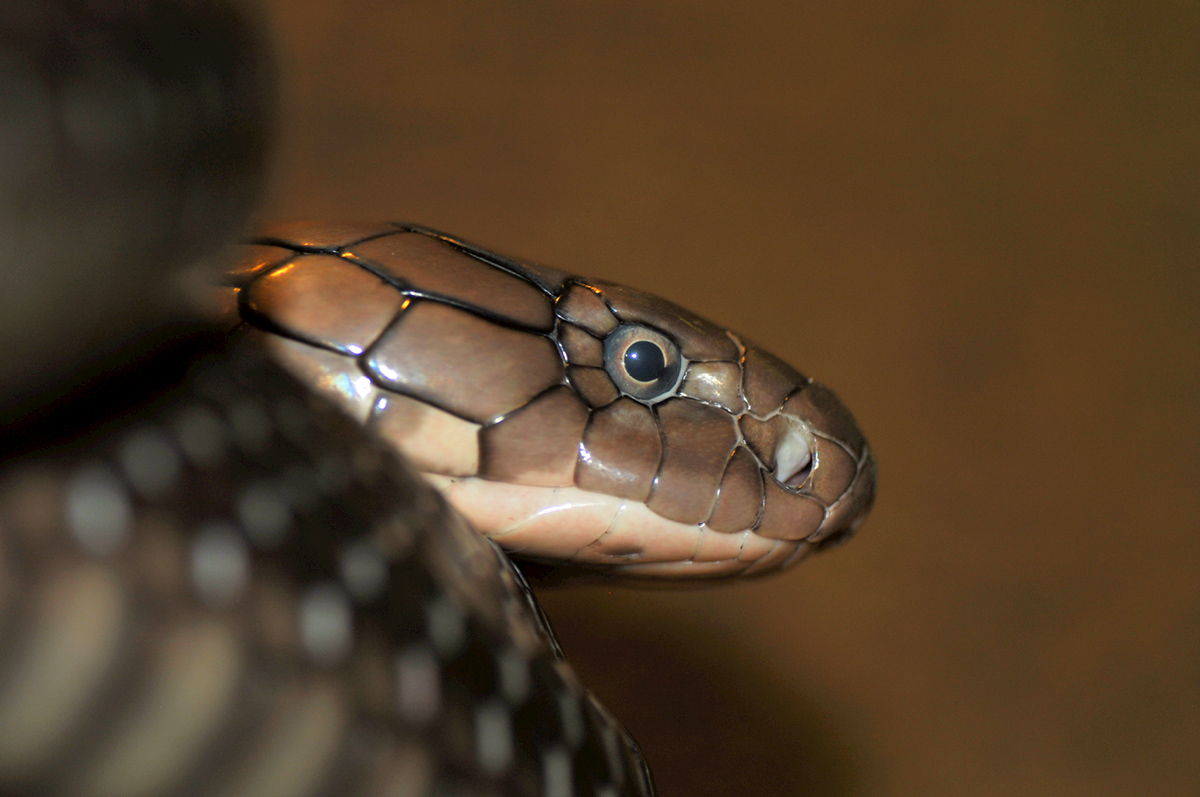 photo "King Cobra" tags: nature, wild animals