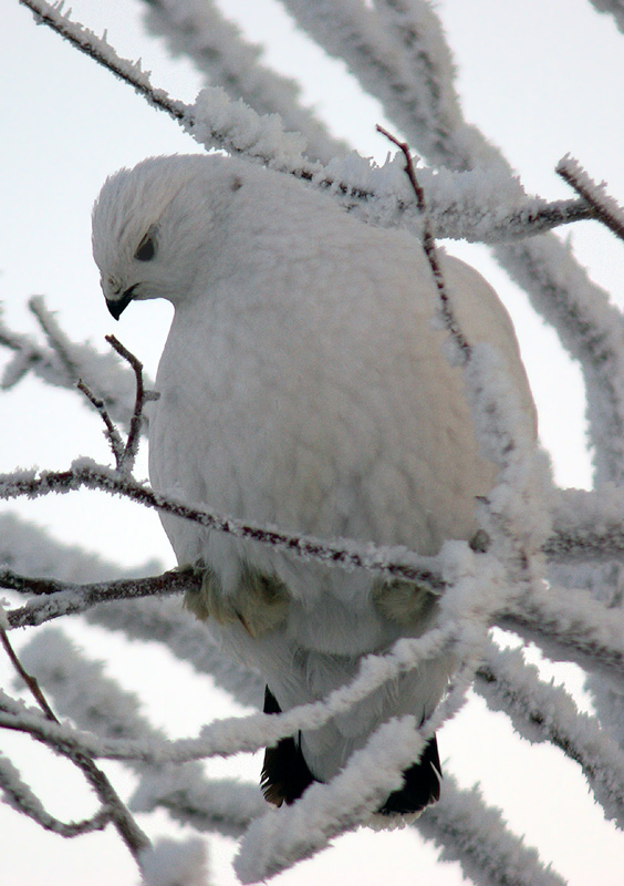 фото "Белая куропатка 3" метки: природа, дикие животные