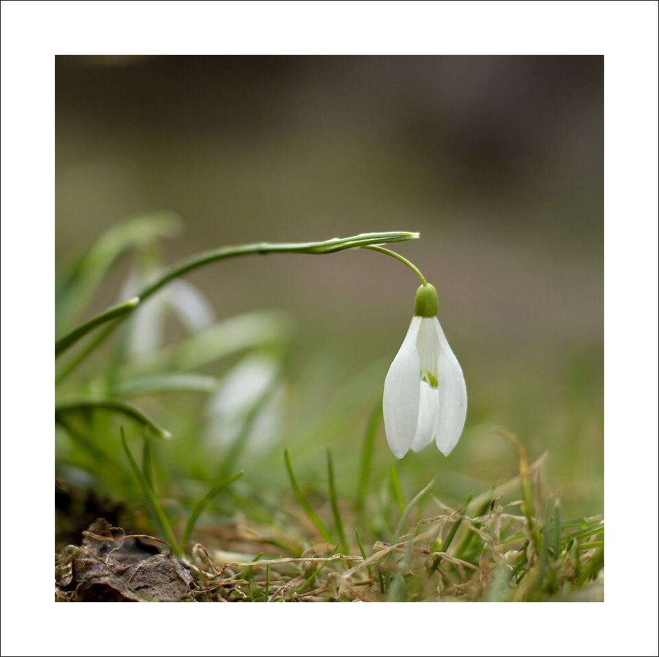 photo "***" tags: nature, flowers