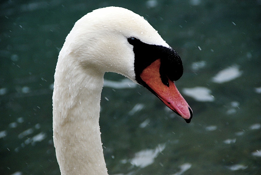 photo "***" tags: nature, wild animals