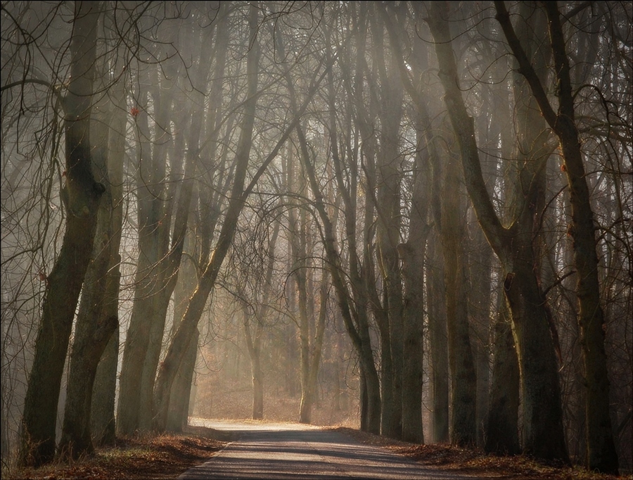 photo "***" tags: landscape, forest