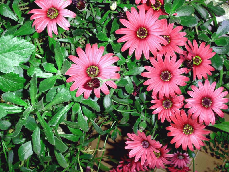 фото "Easy Flowers" метки: природа, цветы