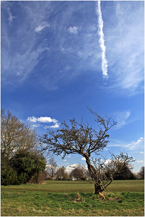 фото "В начале марта." метки: пейзаж, весна, дерева, дерево, облака