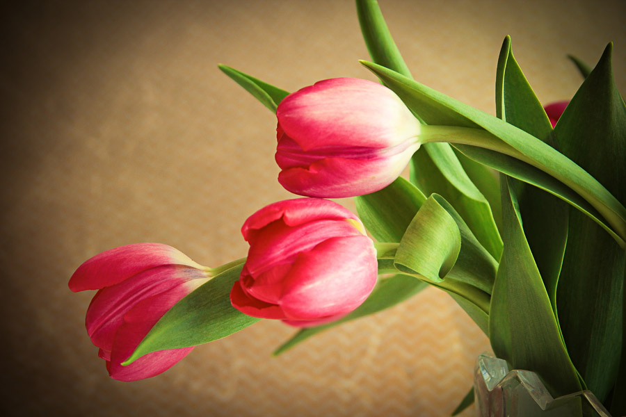 photo "***" tags: still life, nature, flowers