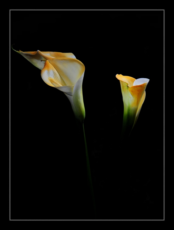 photo "***" tags: nature, flowers