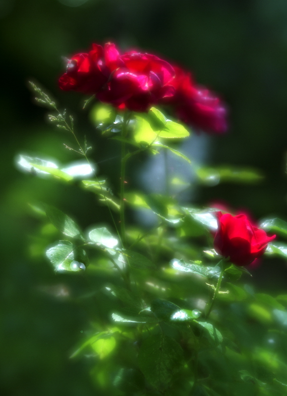 фото "Розы" метки: , 