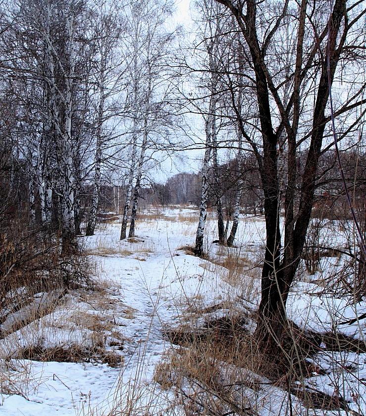 фото "Звериная тропа." метки: пейзаж, лес