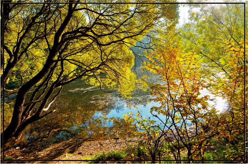 фото "Яркие краски осени" метки: пейзаж, лес, осень