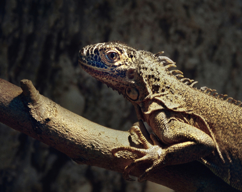 photo "***" tags: nature, portrait, wild animals