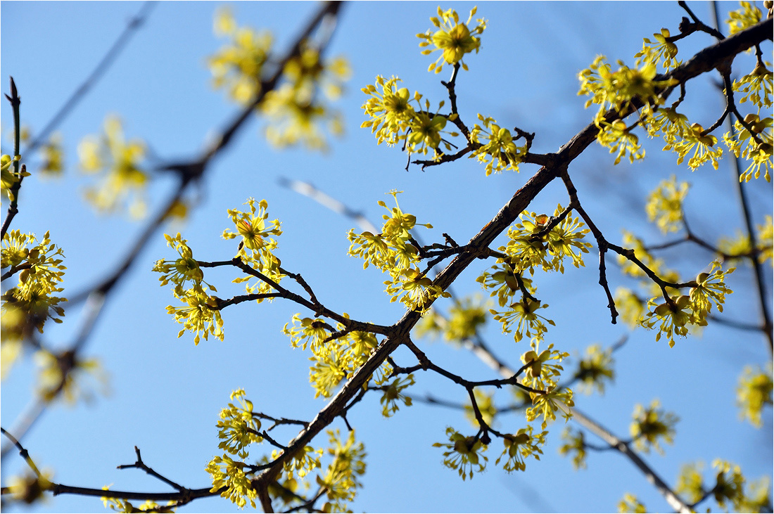 фото "Упоение Весной" метки: природа, цветы