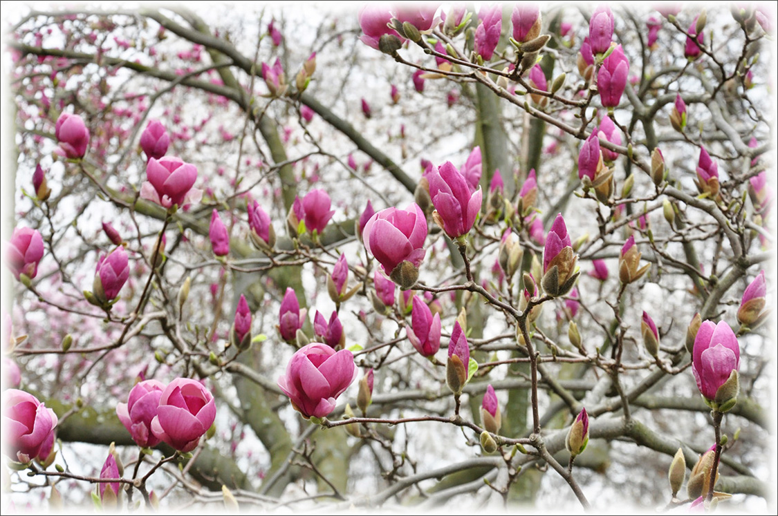 фото "Снежные магнолии" метки: природа, цветы