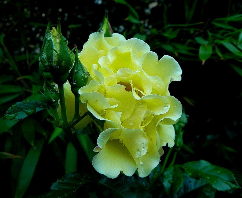photo "***" tags: nature, macro and close-up, flowers