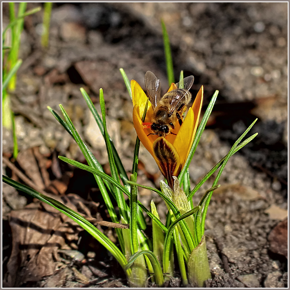 photo "***" tags: nature, flowers, insect