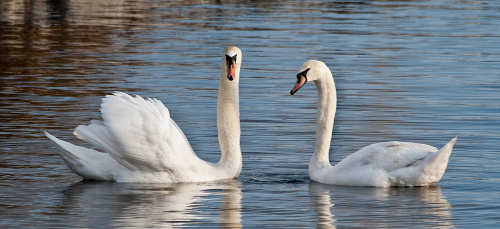 photo "the protector" tags: nature, wild animals