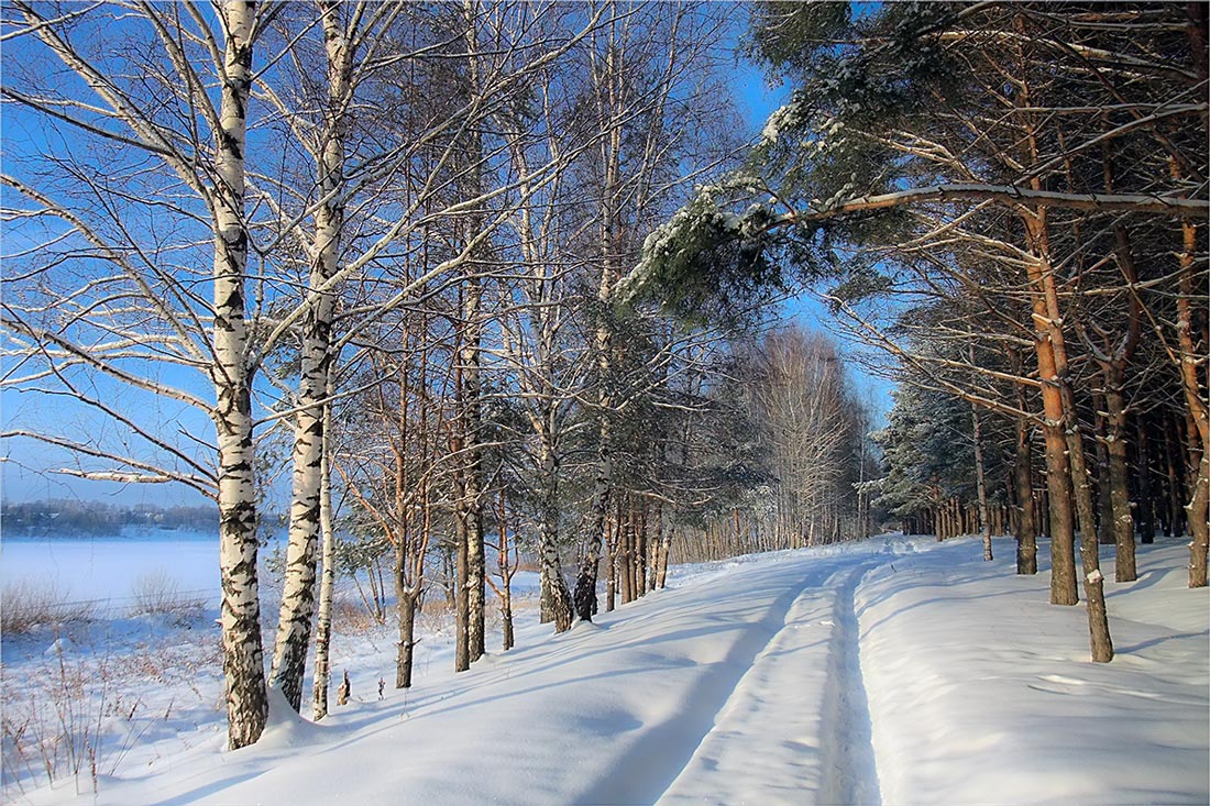 photo "***" tags: landscape, forest