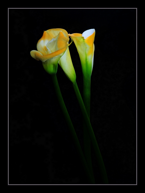 photo "***" tags: nature, flowers