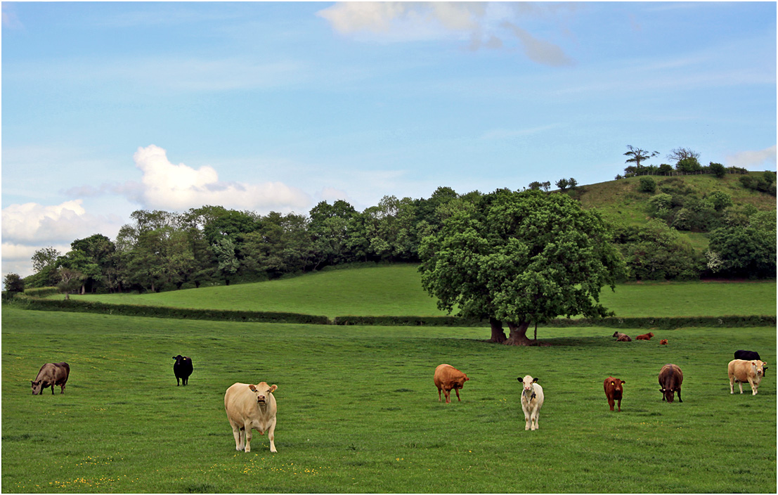 фото "Коровий босс." метки: пейзаж, весна, дерева, домашние животные, коровы
