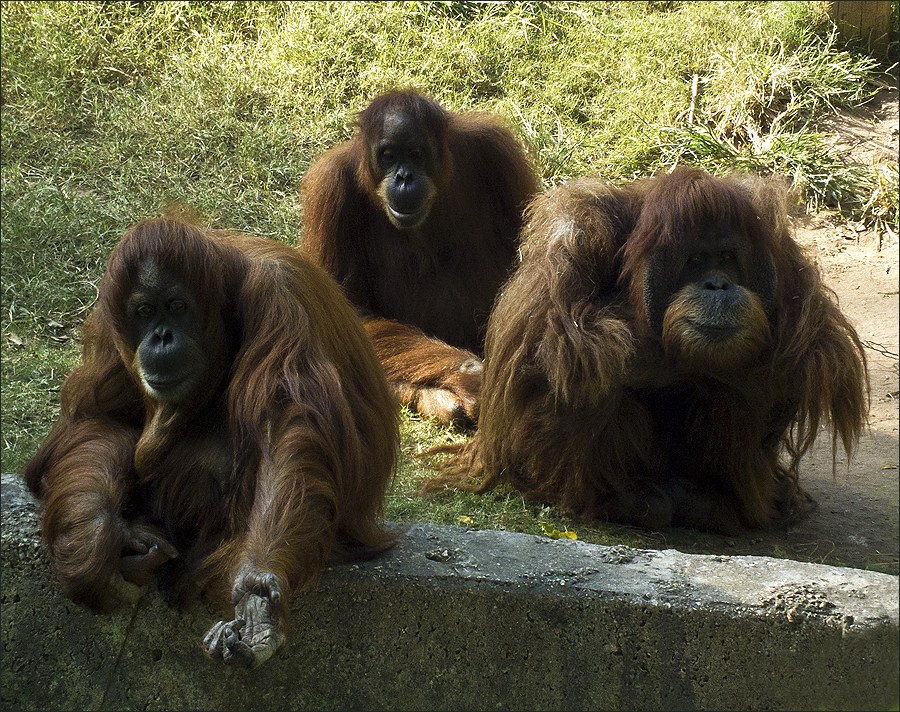 photo "Contribute to the completion of the harem" tags: nature, humor, wild animals