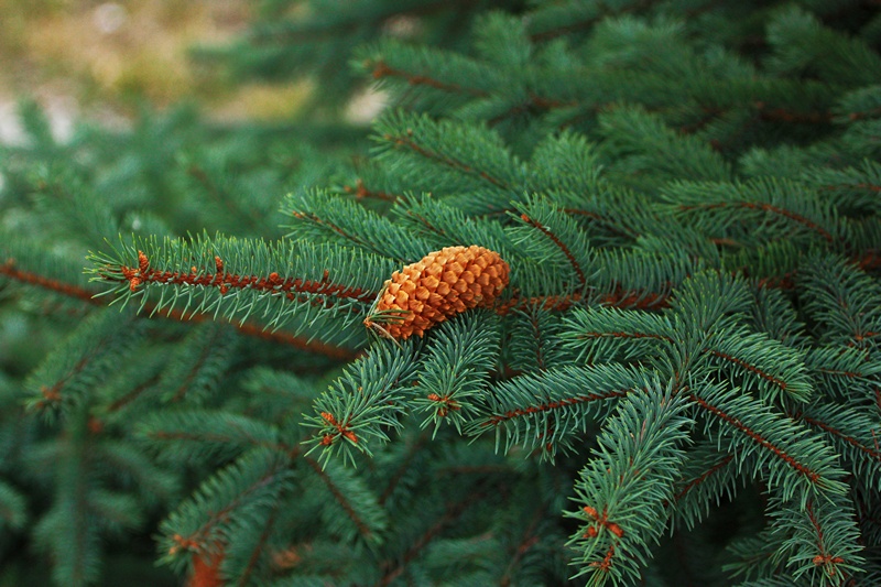 photo "***" tags: landscape, forest