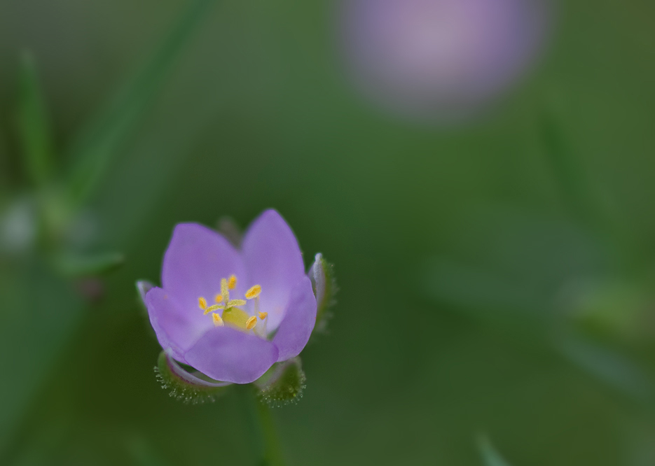 photo "***" tags: nature, macro and close-up, flowers