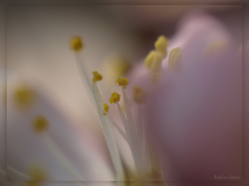 photo "Spring -II-" tags: nature, macro and close-up, flowers
