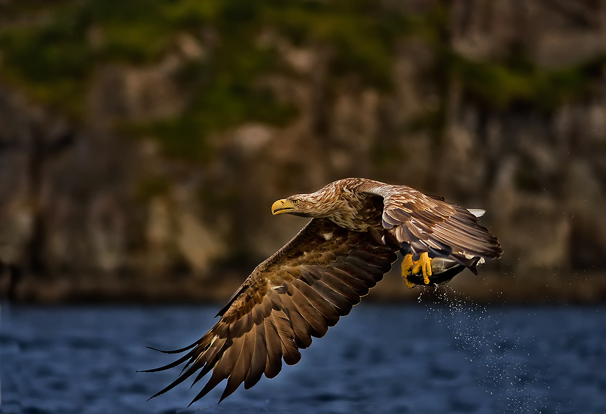 photo "White Tailed Eagel...." tags: nature, wild animals