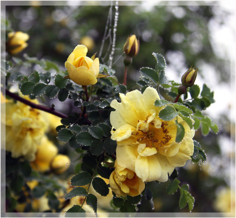 photo "***" tags: nature, flowers