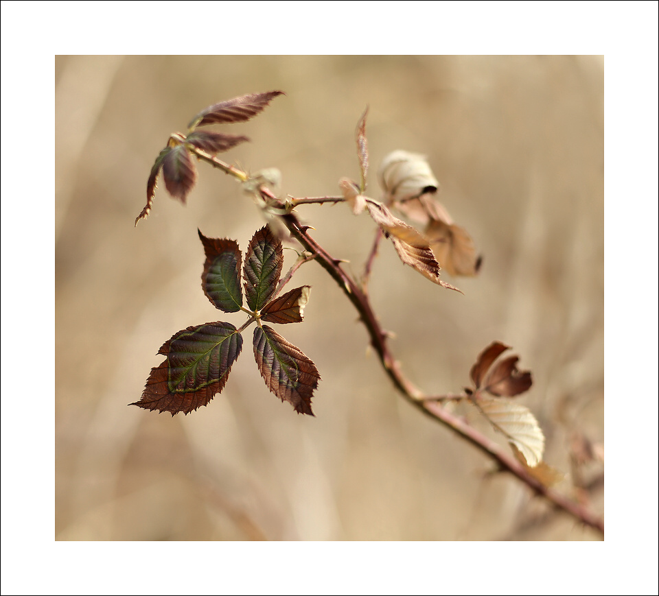 photo "***" tags: nature, flowers