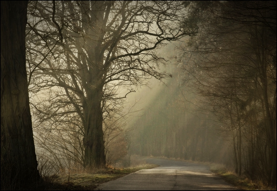 photo "***" tags: landscape, forest