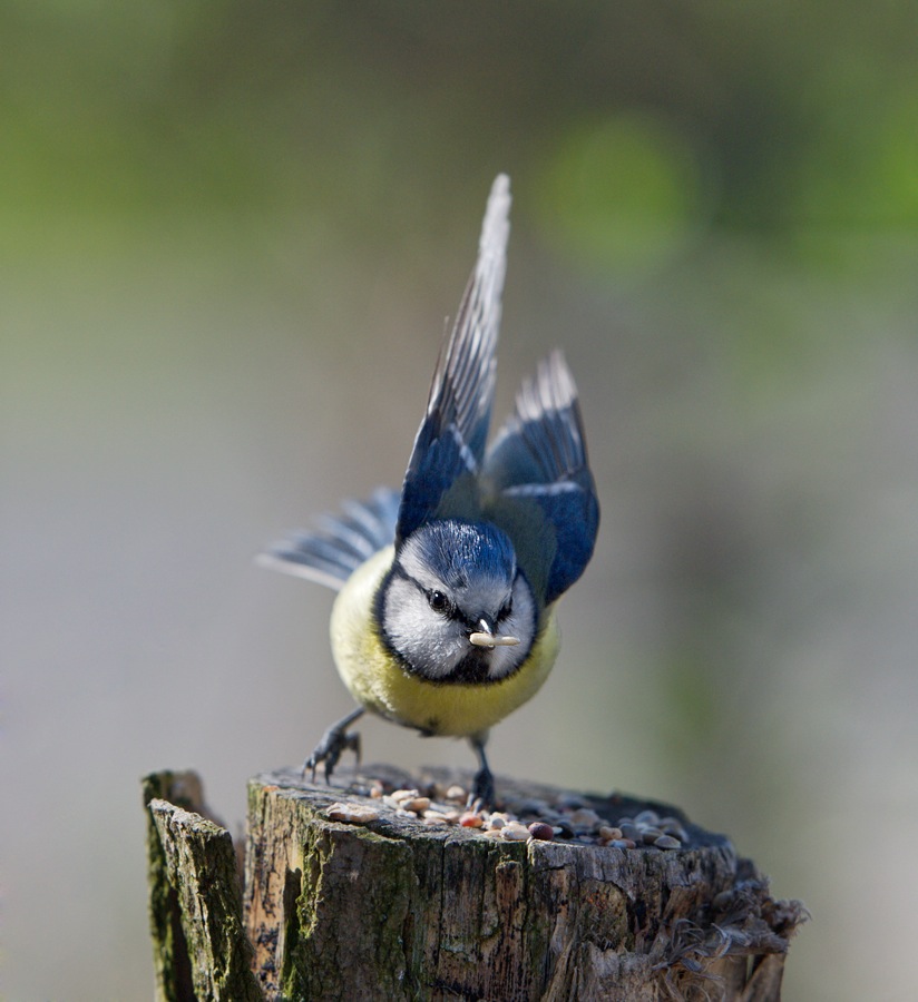 photo "***" tags: nature, wild animals