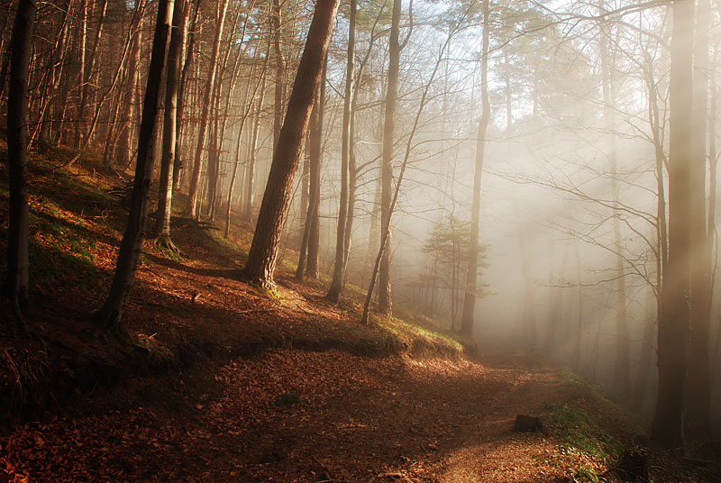 photo "***" tags: landscape, forest