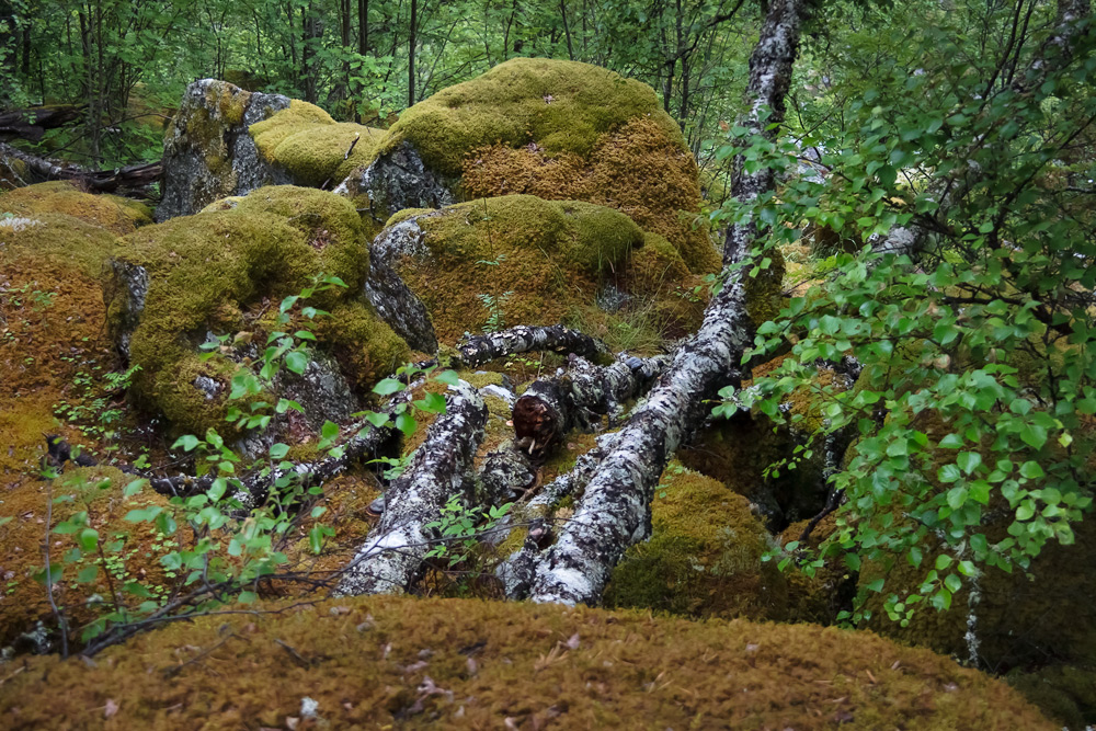 photo "***" tags: landscape, forest