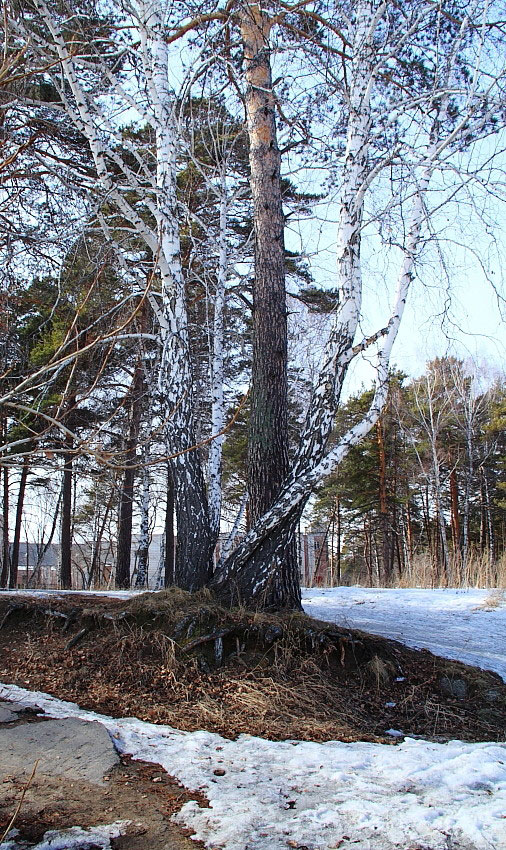 фото "Держись крепче..." метки: пейзаж, весна