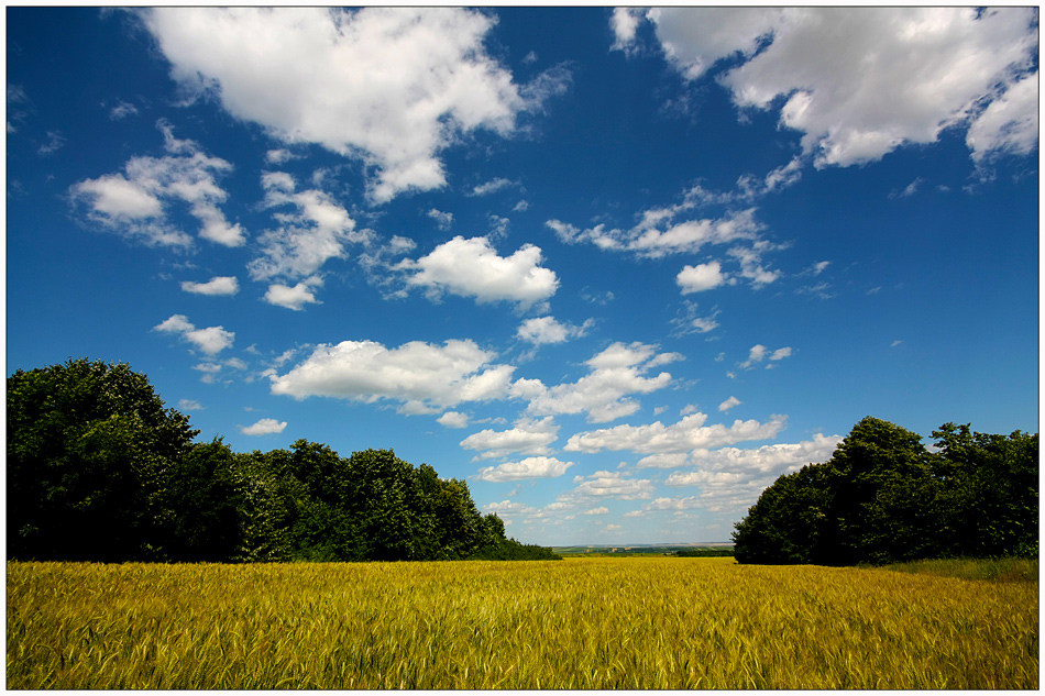 photo "Forest edge" tags: landscape, clouds, forest, sky, summer