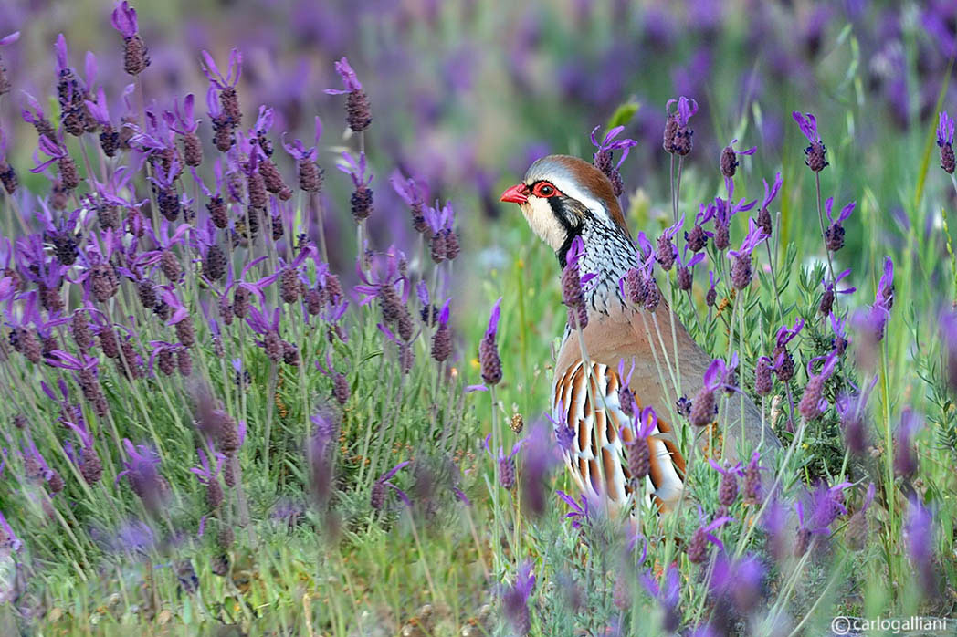 фото "Red-legged Partridge" метки: , 