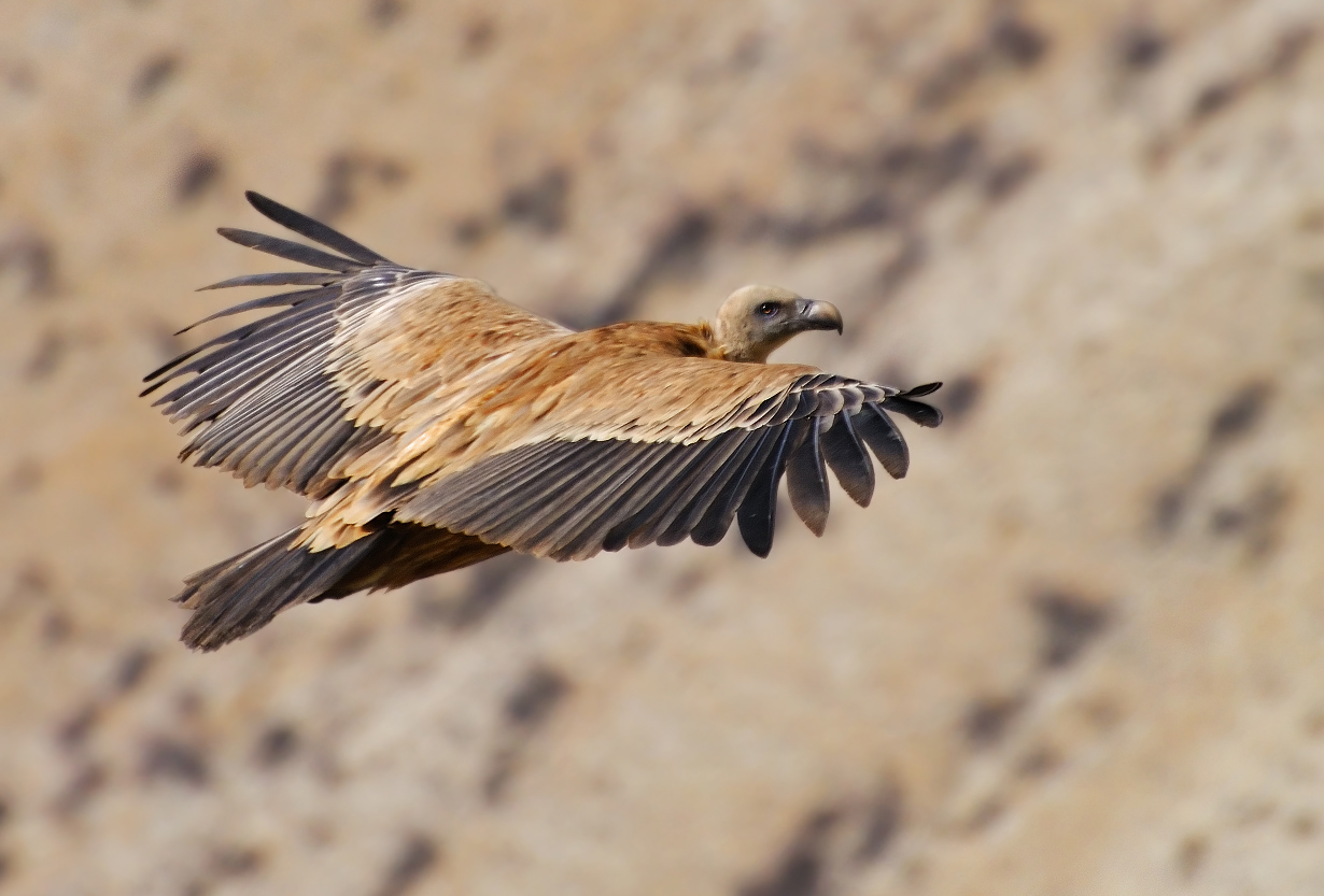 photo "***" tags: nature, wild animals