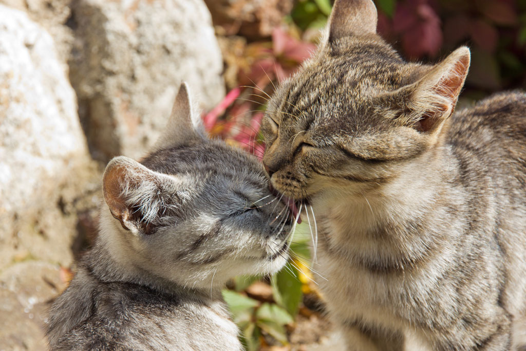 photo "***" tags: nature, pets/farm animals