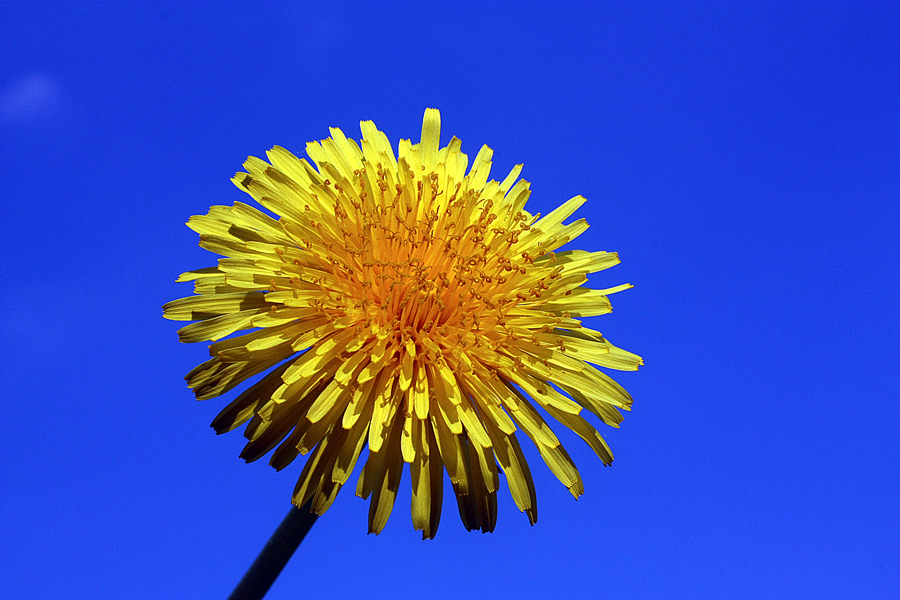 photo "Joy Spring" tags: nature, flowers, sky, spring