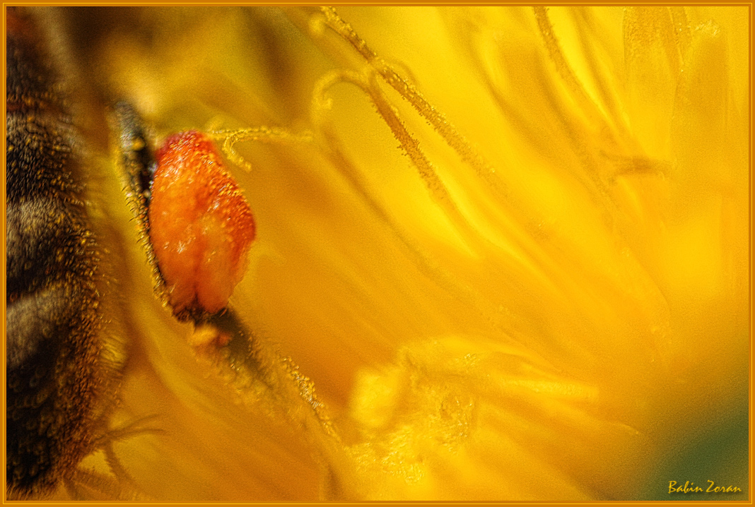 photo "honey !" tags: nature, macro and close-up, insect